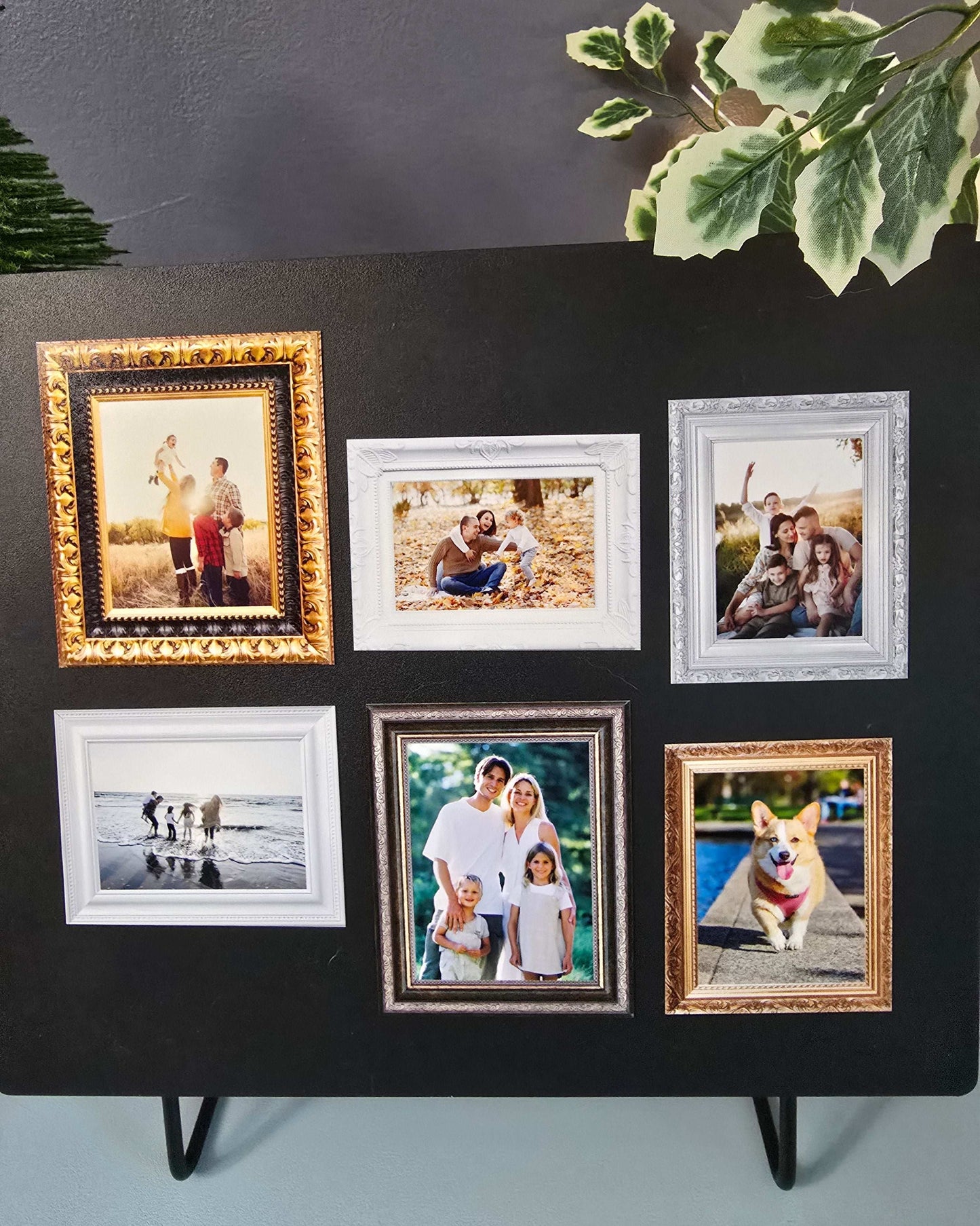 Collection of framed photos on a dark surface with a plant on the side.