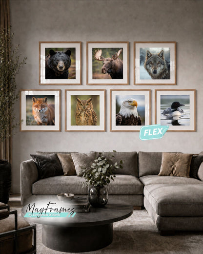 20x20 oak MagFrames Flex gallery wall with interchangeable Canadian animal portrait prints above a gray sectional sofa.