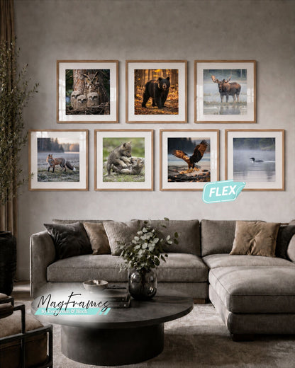 Oak MagFrames Flex interchangeable picture frames displaying Canadian wildlife artwork in a cozy living room gallery wall.